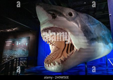 New York, USA. 08th Dez 2021. Das prähistorische Megalodon ist Teil der neuen Shark-Ausstellung im American Museum of Natural History in New York, New York, am 8. Dezember 2021. Die Ausstellung ist am 15. Dezember 2021 für die Öffentlichkeit zugänglich. (Foto von Gabriele Holtermann/Sipa USA) Quelle: SIPA USA/Alamy Live News Stockfoto