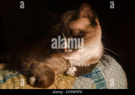 Twinkie, eine siamesische Katze, liegt am 7. Februar 2017 in CODEN, Alabama, auf einem Bett. Stockfoto