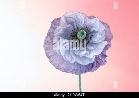 Amazing Grey Mohn Stockfoto