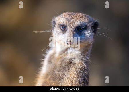 Detailansicht von niedlichem Erdmännchen Stockfoto