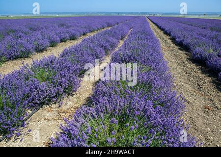 Lavendelreihen blühen in einem kommerziellen Blumenfeld, Lompoc, Kalifornien Stockfoto