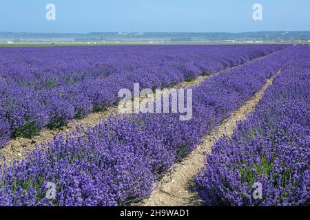 Lavendelreihen blühen in einem kommerziellen Blumenfeld, Lompoc, Kalifornien Stockfoto