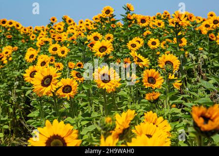 Sonnenblumen blühen in einem kommerziellen Blumenfeld, Lompoc, Kalifornien Stockfoto