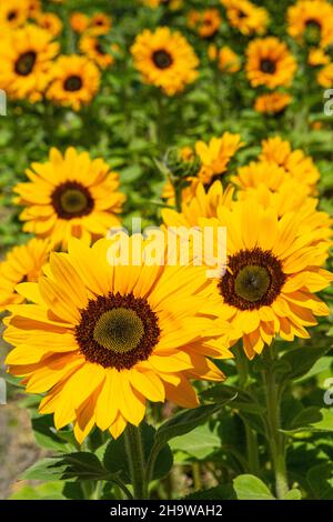 Sonnenblumen blühen in einem kommerziellen Blumenfeld, Lompoc, Kalifornien Stockfoto