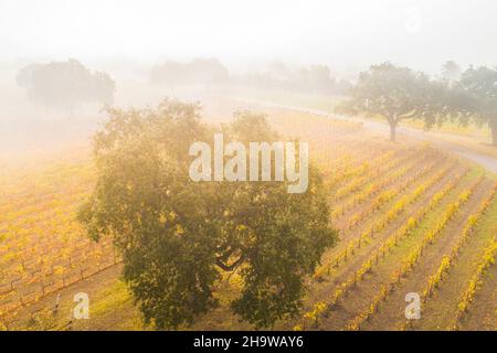 Luftaufnahme der Herbstweingärten und Eichen im Küstennebel in der Roblar Winery, Santa Ynez Valley, Kalifornien Stockfoto