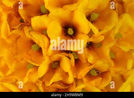 Super Makro-Ansicht des isolierten Blütenstands der Orange Ball Buddleia (Buddleia glodosa) Stockfoto