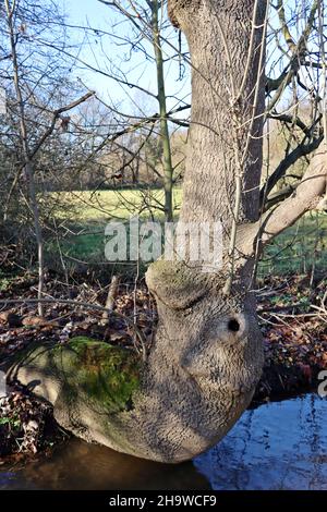 Skurril gewachsene Esche (Fraxinus excelsior) an einem kleinen Bach Stockfoto