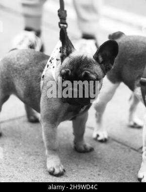 Vertikale Graustufenaufnahme einer französischen Bulldogge an der Leine Stockfoto