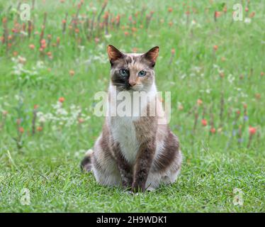Feral calico Stallkatze im Gras und Wildblumen. Stockfoto