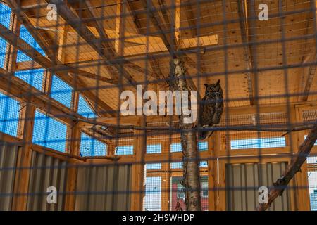 Vogel des Gebetes im großen Käfig Stockfoto