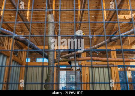 Vogel des Gebetes im großen Käfig Stockfoto