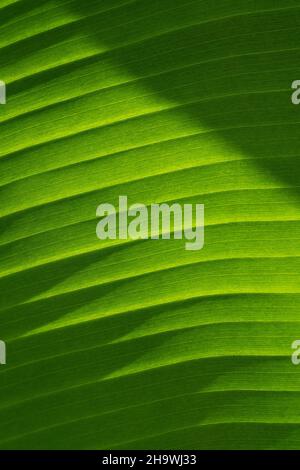 Hintergrundtextur von exotischen grünen Banane verlassen. Nahaufnahme. Stockfoto