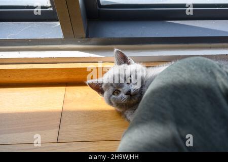 Kätzchen gucken, Blue British Kurzhaar Katze versteckt sich hinter Katzenspielzeug und guckt, Katze spielt Verstecken im Zimmer. Stockfoto