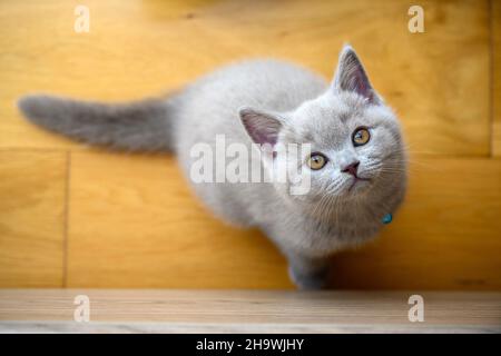 Freche Kätzchen, die auf Holzboden sitzen und nach oben schauen, lilafarbene britische Kurzhaarkatze, Blick von oben Fokus auf Kopf und Gesicht der Katze. Stockfoto