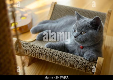 Die Katze ist abgelenkt, das Kätzchen ruht auf dem Kratzer, die blaue Britische Kurzhaar-Katze schläft und schaut zur Seite. Stockfoto