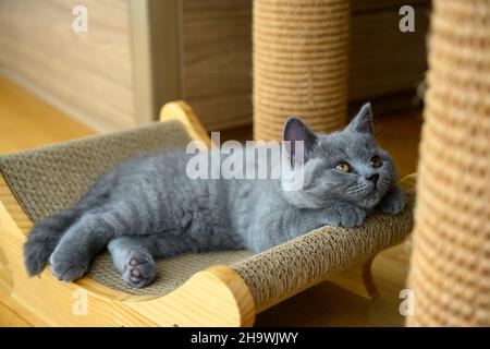 Die Katze ist abgelenkt, das Kätzchen ruht auf dem Kratzer, die blaue Britische Kurzhaar-Katze schläft und schaut zur Seite. Stockfoto