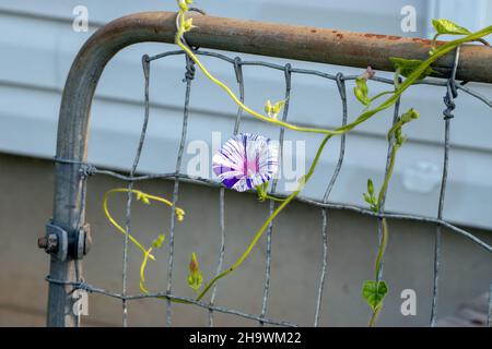 Der frühe Morgensonne im Südwesten von Missouri erweckt die morgendliche Pracht auf diesem rustikalen Metalltor zum Leben. Bokeh. Stockfoto