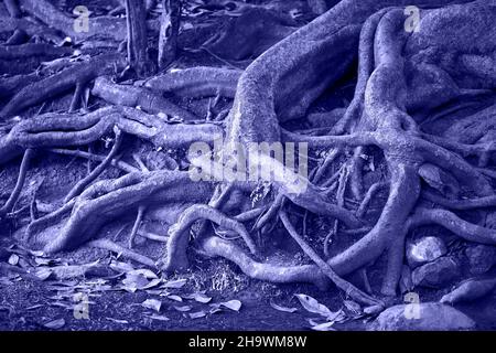 Textur der sehr alten Wurzel des Baumes im Wald. Violette Farbe. Demonstration der Farbe von 2022 Jahren Stockfoto