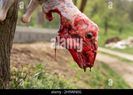 Lammschlachtung in Nahaufnahme des gehäuteten Kopfes von Schafen, die im Freien auf dem Bauernhof geschlachtet wurden Stockfoto