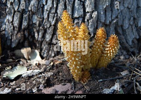 Alpine Squawroot (Conopholis alpina mexicana) Stockfoto