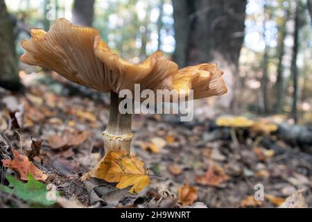 Pilze im Wald Stockfoto