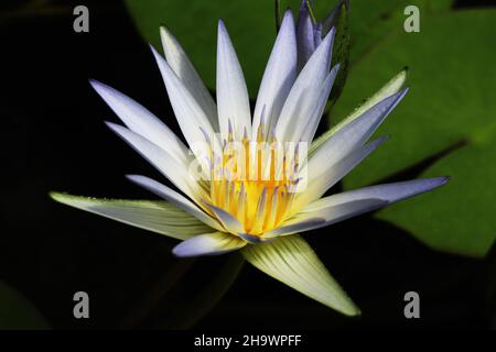 Blue Nile Seerose im Botanischen Garten in Adelaide, Australien Stockfoto