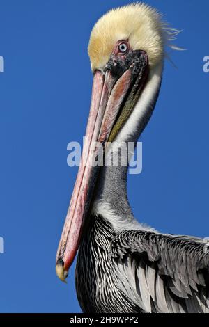 Porträt eines braunen Pelikans, Huntington Beach, Kalifornien Stockfoto
