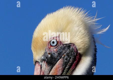 Nahaufnahme des Kopfes des braunen Pelikans, Huntington Beach, Kalifornien Stockfoto