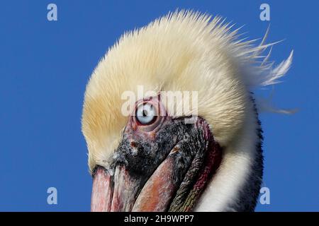 Nahaufnahme des Kopfes des braunen Pelikans, Huntington Beach, Kalifornien Stockfoto