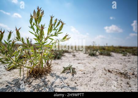 Braktless Stickleaf Pflanze in sandigen trockenen Land neben Monument Rocks in Kansas Stockfoto