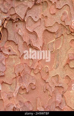 Ponderosa-Rinde (Pinus ponderosa), Smith Rock State Park, Oregon Stockfoto