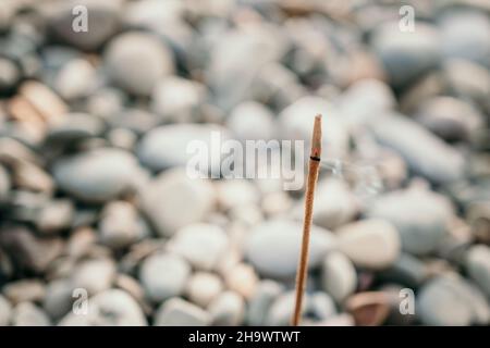 Nahaufnahme des Duftstäbchenbrennens von Weihrauch am Kiesstrand am Meer. Kleine Wellen auf der Wasseroberfläche verwischen sich in Bewegung mit Bokeh-Lichtern vom Sonnenaufgang Stockfoto