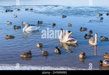 Drakes, Stockenten und Schwäne schwimmen im Winter in einem gefrorenen See. Hochwertige 4K-Aufnahmen Stockfoto