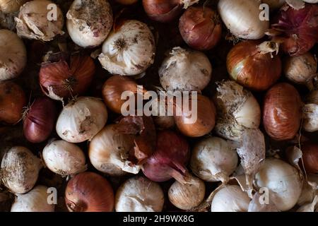 Ein Hintergrund einer großen Anzahl von bunten Zwiebeln. Zwiebelernte aus nächster Nähe. Draufsicht. Flach liegend. Stockfoto