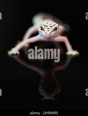 Vorderansicht des Leoparden Geckos. Stockfoto