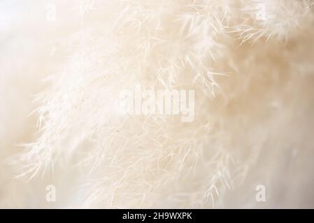 Abstrakter Naturhintergrund - Nahaufnahme von Schilfgras, weicher Fokus. Stockfoto