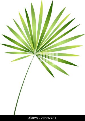 Palmenblätter verzweigen sich. Grünes Laub von tropischen Bäumen Stock Vektor