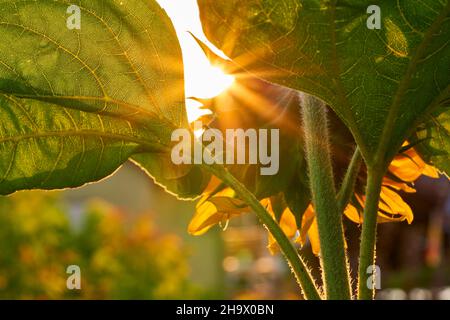 Nahaufnahme der Sonnenblume von hinten über dem Sonnenuntergangshimmel Stockfoto