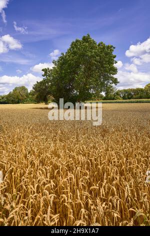 Ein grüner Walnussbaum, der im Weizenfeld wächst, mit blauem Himmel im Hintergrund Stockfoto