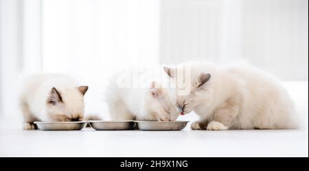 Ragdoll-Katzen im hellen Raum Stockfoto