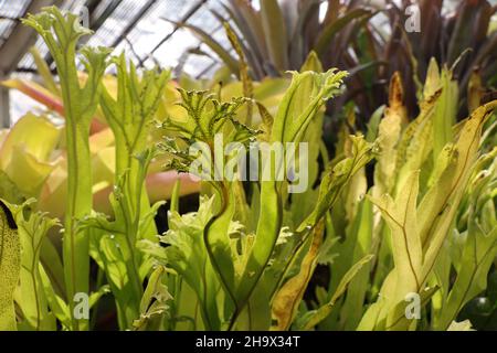 Tropische Pflanze Zusammenstellung Polypodium polycarpon Stockfoto