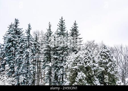 Verschneiten Wald im Winter. Winterlandschaft mit Tannen im Sonnenlicht in Kanada oder den USA. Hochwertige Fotos Stockfoto