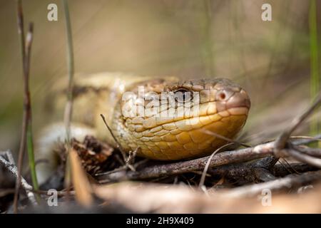 Tasmanische Blauzungeneidechse aus nächster Nähe auf der Wanderung Stockfoto