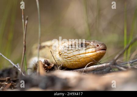 Tasmanische Blauzungeneidechse aus nächster Nähe auf der Wanderung Stockfoto