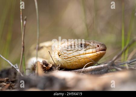 Tasmanische Blauzungeneidechse aus nächster Nähe auf der Wanderung Stockfoto