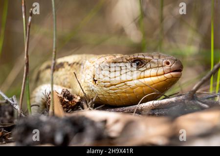 Tasmanische Blauzungeneidechse aus nächster Nähe auf der Wanderung Stockfoto