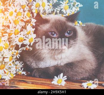 Die Katze sitzt auf dem Tisch in der Nähe der Kamillenblüten Stockfoto