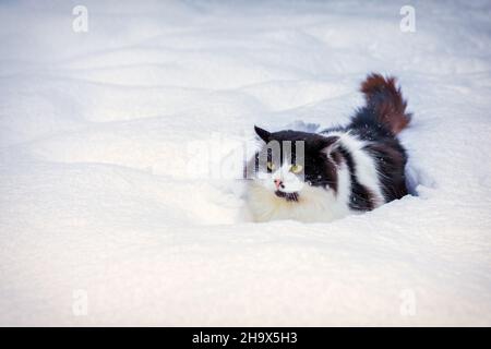 Schwarz-weiße Katze, die im tiefen Schnee läuft Stockfoto