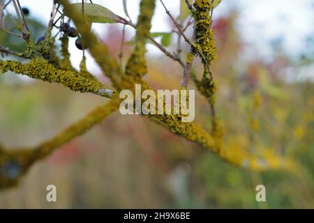 Makro-Nahaufnahme eines Astes, der mit gemeiner Flechte (Xanthoria parietina) im herbstlichen Licht bedeckt ist Stockfoto