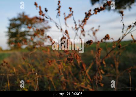 Nahaufnahme einer englischen Feldpflanze in hellem Herbstlicht am Abend mit Baum und Feld im Hintergrund Stockfoto